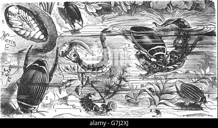 Wasserkäfer, Illustration aus Buch datiert 1904 Stockfoto