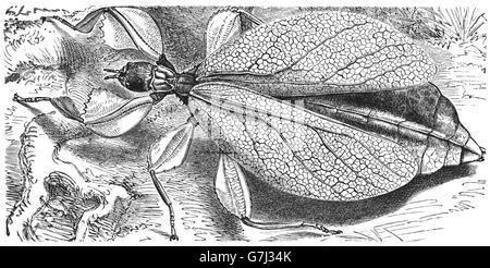 Phyllium Siccifolium, Phylliidae, Illustration aus Buch datiert 1904 Stockfoto