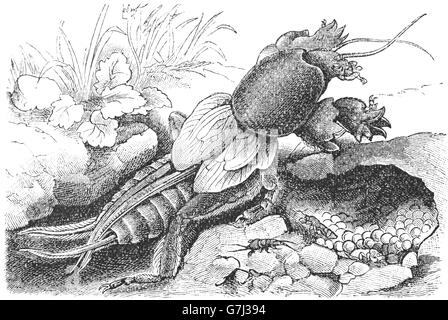 Gryllotalpa Gryllotalpa, Europäische Mole Cricket, Illustration aus Buch datiert 1904 Stockfoto