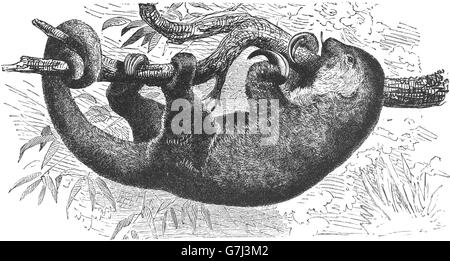 Zwergameisenbär, Pygmäen Ameisenbär, Cyclopes Didactylus, Cyclopedidae, Illustration aus Buch datiert 1904 Stockfoto