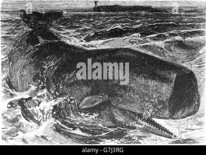 Pottwal, Physeter Macrocephalus, Pottwal, Illustration aus Buch datiert 1904 Stockfoto