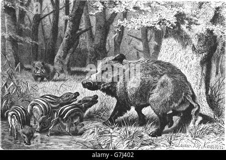 Wildschwein, Sus Scrofa, wilde Schweine, Schwein, Illustration aus Buch datiert 1904 Stockfoto