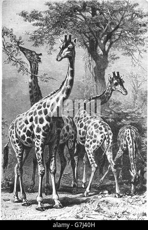 Giraffe, Giraffe Giraffa, Illustration aus Buch datiert 1904 Stockfoto