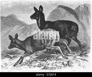 Sibirische Moschushirschen, Moschuss Moschiferus, Illustration aus Buch datiert 1904 Stockfoto