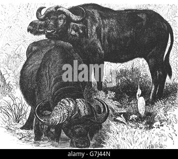 Afrikanischer Büffel, Kaffernbüffel, Syncerus Caffer, Illustration aus Buch datiert 1904 Stockfoto