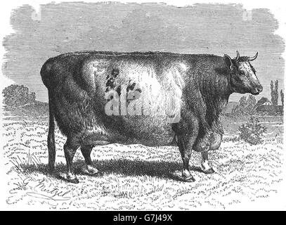 Durham Ox, Shorthorn Rinderrasse, Illustration aus Buch datiert 1904 Stockfoto