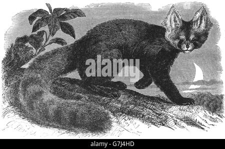 Roter Panda Ailurus Fulgens, kleinere Panda, roter Bär-Katze, rote Katze-Bär, Illustration aus Buch datiert 1904 Stockfoto