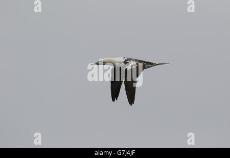 3. Jahr Gannet fliegen Stockfoto