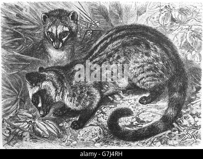 Asiatische Palm Civet, Paradoxurus Hermaphroditus, Toddy Katze, Viverridae, Illustration aus Buch datiert 1904 Stockfoto