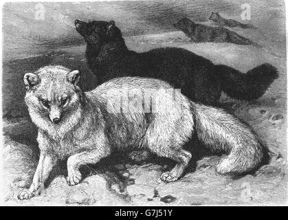 Polarfuchs, Vulpes Lagopus, Illustration aus Buch datiert 1904 Stockfoto