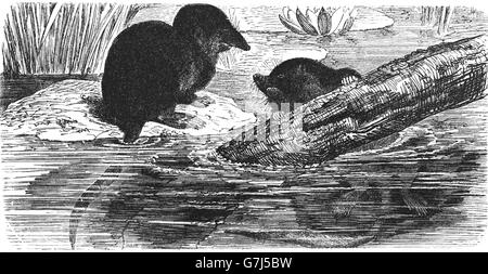 Eurasische Wasser Spitzmaus, Neomys Fodiens, Illustration aus Buch datiert 1904 Stockfoto