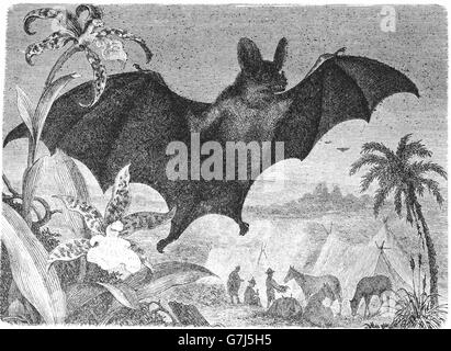 Spektrale Fledermaus, Vampyrum Spektrum, falsche Vampirfledermaus, spektrale Vampirfledermaus, Phyllostomidae, Illustration aus Buch datiert 1904 Stockfoto