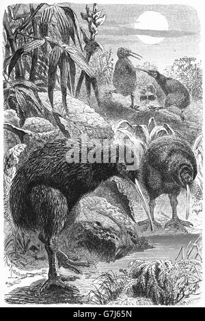 Südlichen braune Kiwi, Tokoeka, gemeinsame Kiwi, Apteryx Australis, Illustration aus Buch datiert 1904 Stockfoto