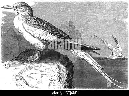 Rot-billed Tropicbird, Phaethon Aethereus, Bootsmann Vogel, Illustration aus Buch datiert 1904 Stockfoto