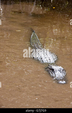 Alligator in den Everglades kommend in Richtung der Kamera Stockfoto