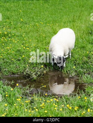 Ein Suffolk Lamm trinken aus einer schlammigen Pfütze neben der Teesdale Weise, County Durham, England, UK Stockfoto