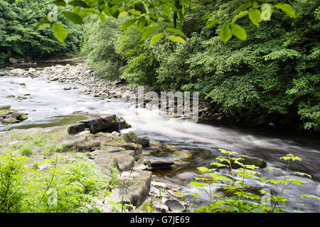 Sommer-Bewegung in den Fluss Tees zwischen Cotherstone und Rolmaldkirk, Teesdale, County Durham, England, UK Stockfoto