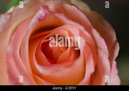 Closeup, verwelkt rosa rose Stockfoto