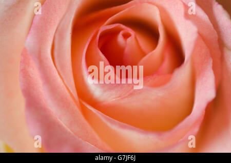 Closeup, verwelkt rosa rose Stockfoto