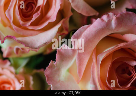 Closeup, verwelkt rosa rose Stockfoto