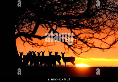 Eine Hirschherde im Raby Castle in der Nähe von Staindrop in der Grafschaft Durham, bei Sonnenaufgang nach einer der kältesten Nächte des Jahres. Stockfoto