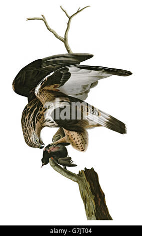 Rough - Dreibein Falke, Buteo Lagopus, Vögel, 1827-1838 Stockfoto