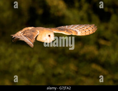 Eine wilde Schleiereule Tyto Alba im Flug bei Sonnenuntergang, Warwickshire Stockfoto