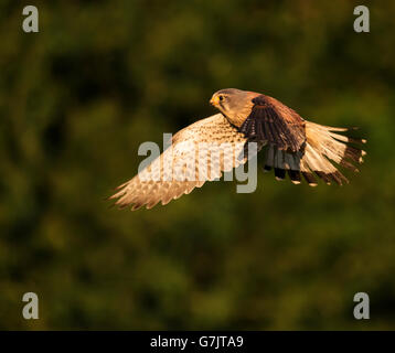 Wilde männlicher Turmfalke (Falco Tinnunculus) im goldenen Abendlicht, Warwickshire Stockfoto