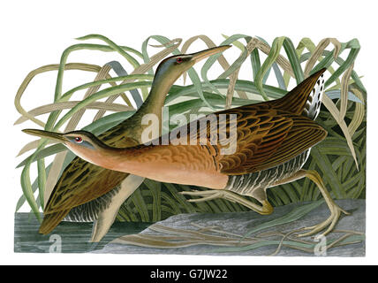 König Schiene Rallus Elegans, Vögel, 1827-1838 Stockfoto