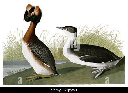 Ohrentaucher, Podiceps Auritus, Vögel, 1827-1838 Stockfoto