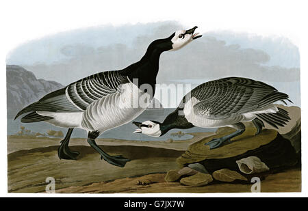 Weißwangengans, Branta Leucopsis, Vögel, 1827-1838 Stockfoto