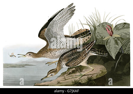 Hochland Sandpiper, Apfelmoos Boa c. Longicauda, Vögel, 1827-1838 Stockfoto