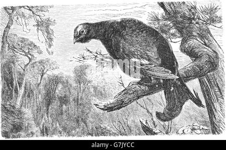 Birkhuhn, Blackgame, Birkhahn, at Tetrix, Illustration aus Buch datiert 1904 Stockfoto