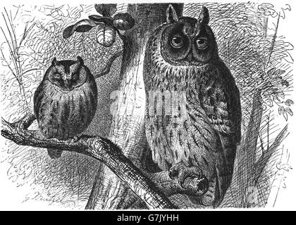 Eurasischen Zwergohreule Eule Otus Zwergohreule und Waldohreule, Asio Otus, Illustration aus Buch datiert 1904 Stockfoto