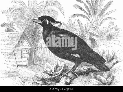 Gemeinsamen Hill Myna, Gracula Religiosa, Illustration aus Buch datiert 1904 Stockfoto