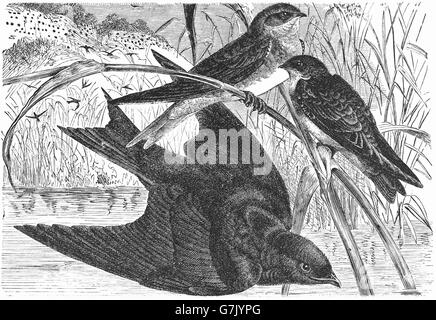 Uferschwalbe Riparia Riparia und purpurroter Martin Progne subis, Illustration aus Buch datiert 1904 Stockfoto