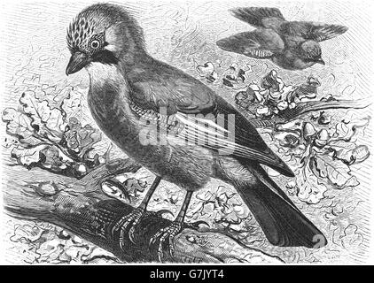 Eichelhäher Garrulus Glandarius, Illustration aus Buch datiert 1904 Stockfoto