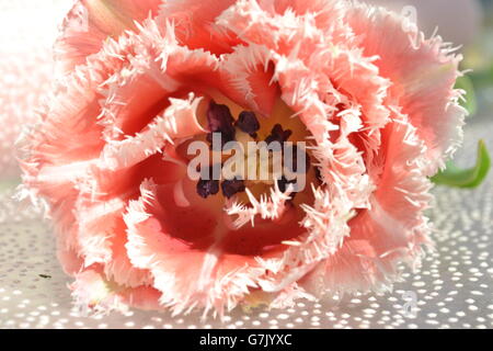 Eine frisch geschnittene Frühlingsblume, einzelne Stängel mit Fransen, leitete doppelte Tulpe, rosa/rot Kopf, weiße Punkte, Pollen, mit grünem Blatt. Stockfoto