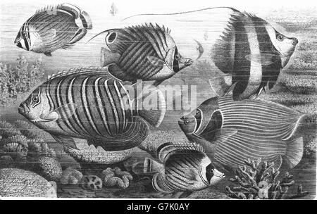 Foureye Butterflyfish, eritreischen Butterflyfish, acht-banded Butterflyfish, Schulbildung Bannerfish, Royal Kaiserfisch Stockfoto