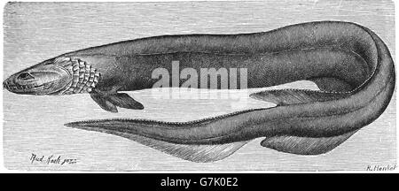 Frilled Haifisch, Chlamydoselachus Anguineus, Illustration aus Buch datiert 1904 Stockfoto