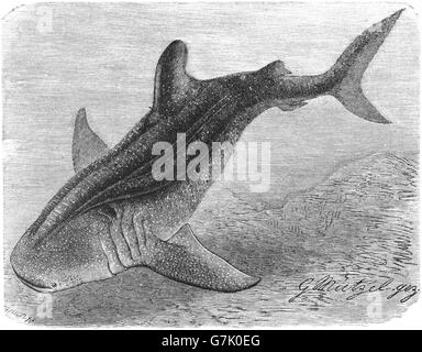 Walhai Rhincodon Typus, Illustration aus Buch datiert 1904 Stockfoto