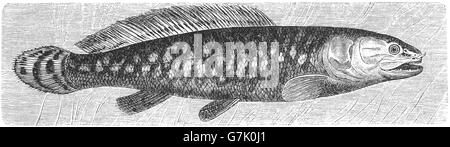 Bowfin, Amia Calva, Illustration aus Buch datiert 1904 Stockfoto