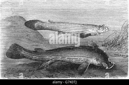 Anableps Anableps, großen vier – Eyed Fish, Illustration aus Buch datiert 1904 Stockfoto