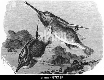 Longspine Snipefish, Macroramphosus Scolopax, Illustration aus Buch datiert 1904 Stockfoto