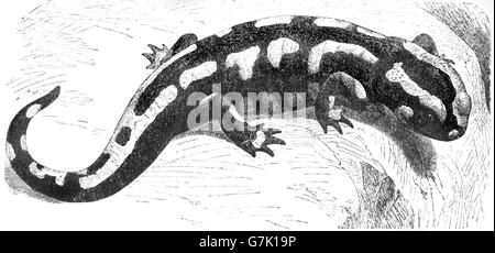 Feuersalamander, Salamandra Salamandra, Illustration aus Buch datiert 1904 Stockfoto