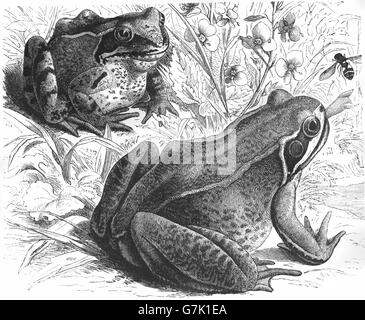 Grasfrosch, Rana Temporaria, Illustration aus Buch datiert 1904 Stockfoto