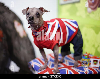 Mugglys, der offizielle hässlichste Hund der Welt, lanciert den Ugglys Pet Shop, eine neue Reihe von Sammlerstücken im Miniaturformat Uggly Mutts - während der Pressevorschau zur Toy Fair 2015 in Olympia in London. Stockfoto