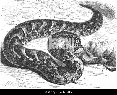 Blätterteig-Addierer, afrikanische Blätterteig Adder, Bitis Arietans, Illustration aus Buch datiert 1904 Stockfoto