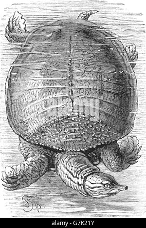 Florida Softshell Schildkröte, Apalone Ferox, Trionyx Ferox, Illustration aus Buch datiert 1904 Stockfoto