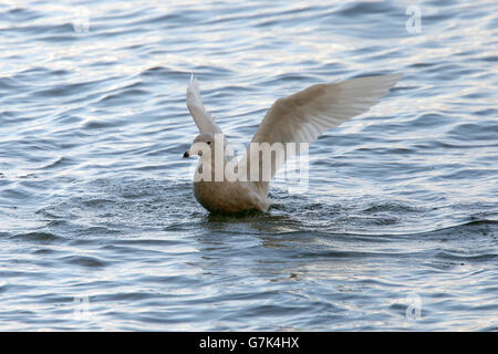 Juvenile Glaucous Gull Baden, Newlyn, Cornwall, England, UK. Stockfoto